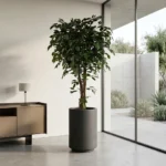 Umetni Ficus 170 cm z zvitimi stebli