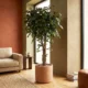 Umetni Ficus 170 cm z zvitimi stebli
