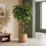Umetni Ficus 170 cm z zvitimi stebli - naravno steblo