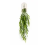 Asparagus plezalka 95 cm