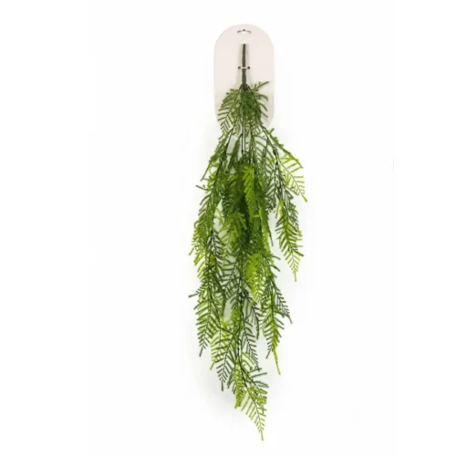 Asparagus plezalka 95 cm