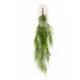 Asparagus plezalka 95 cm