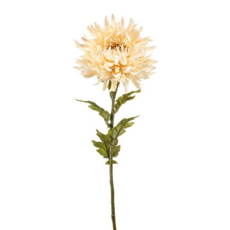 Krizantema krem 63cm
