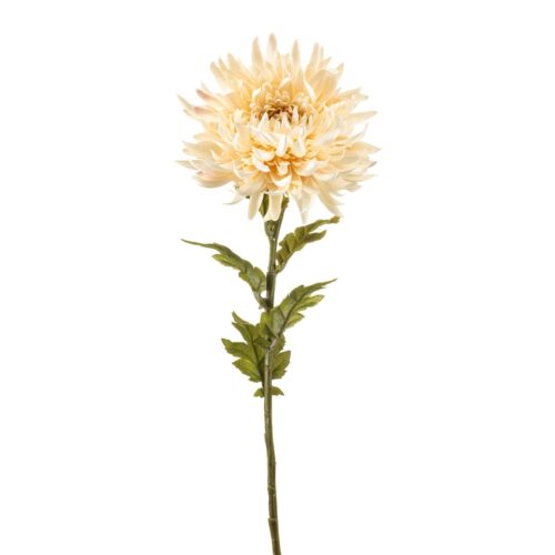 Krizantema krem 63cm
