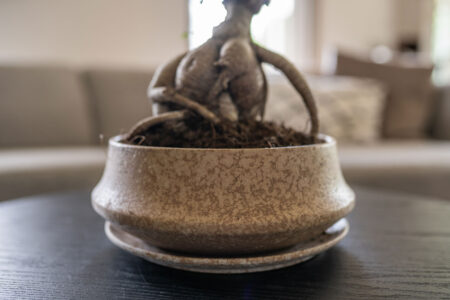 Bonsai posoda Rick bež s podstavkom 27 x 11 cm