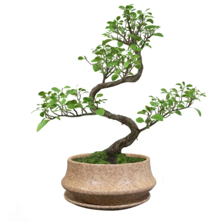 Bonsai posoda Rick bež s podstavkom 27 x 11 cm