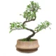 Bonsai posoda Rick bež s podstavkom 27 x 11 cm