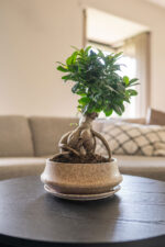 Bonsai posoda Rick bež s podstavkom 27 x 11 cm