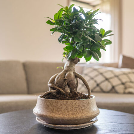 Bonsai posoda Rick bež s podstavkom 27 x 11 cm