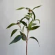Umetna evkalipt veja Willow 57 cm
