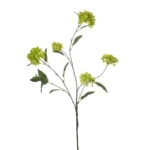 Viburnum veja zelena 113